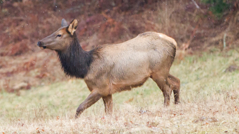 elk-marmot-february-2014-tracking-wildliife