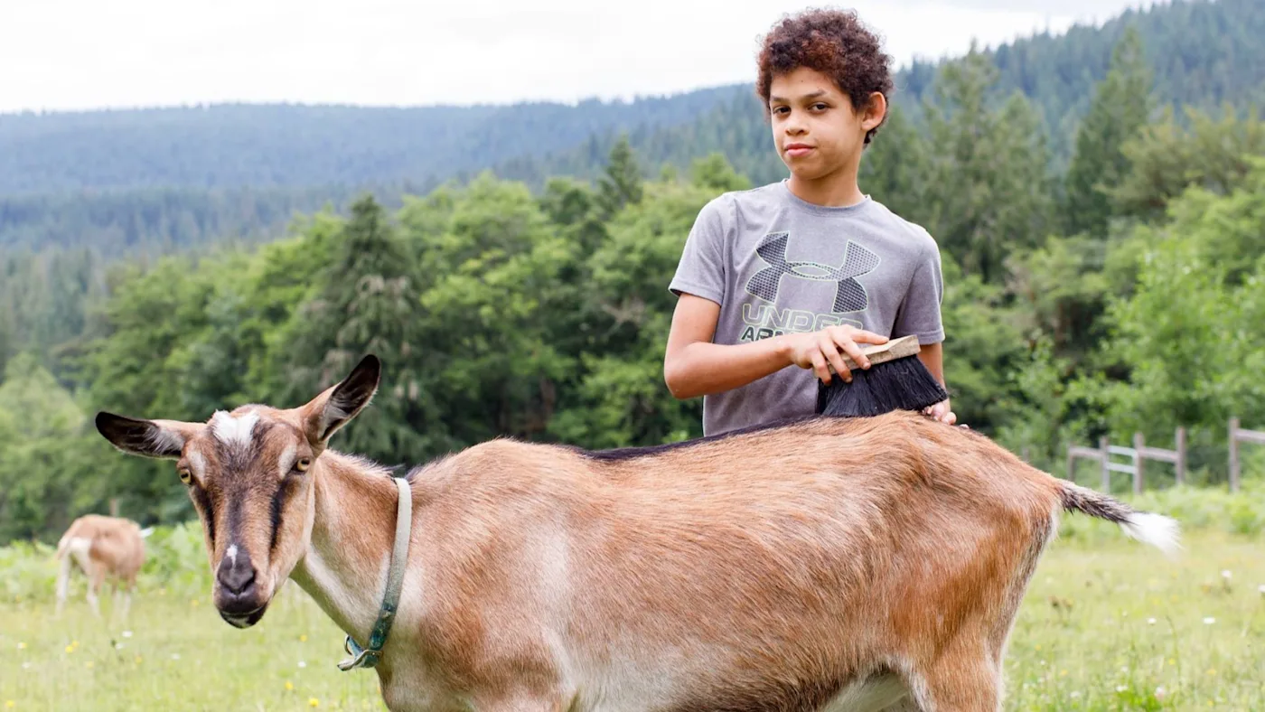 Child grooming a baby goat at Trackers