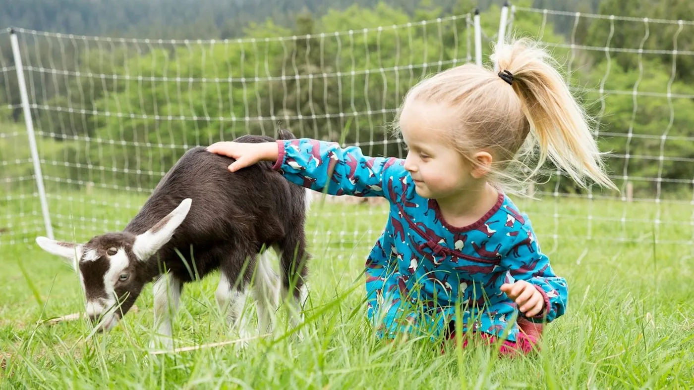 Child petting a baby goat in the Wilders Petting Zoo