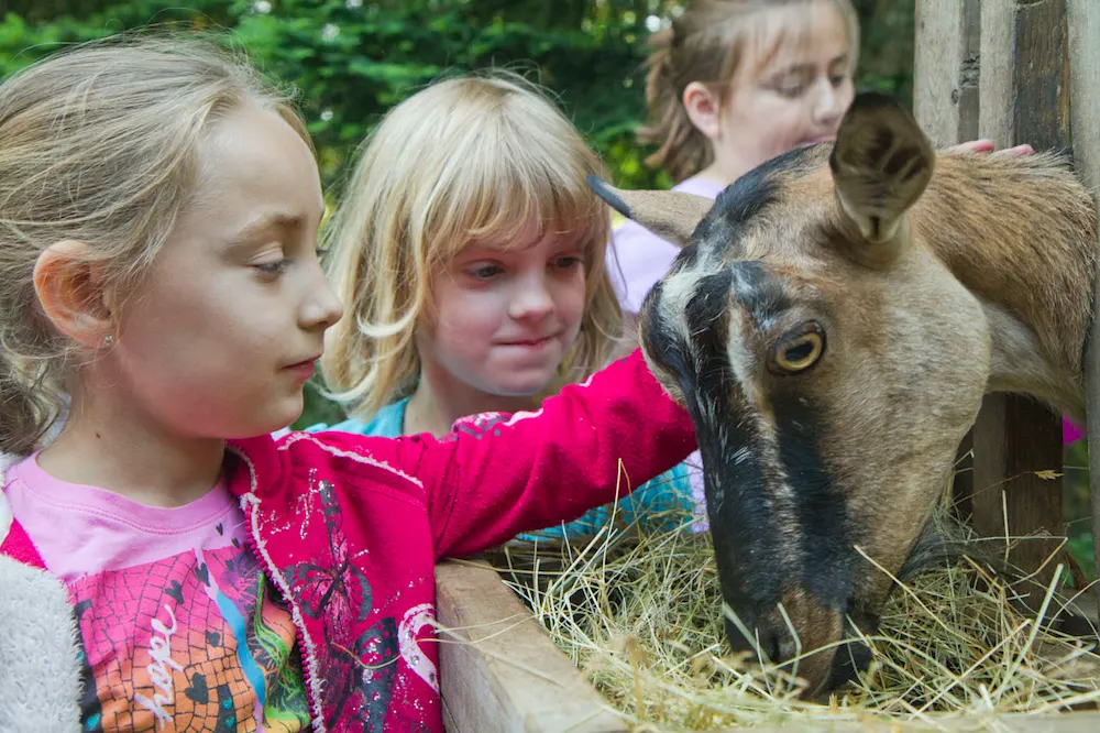 Homesteading skills at spring break camp