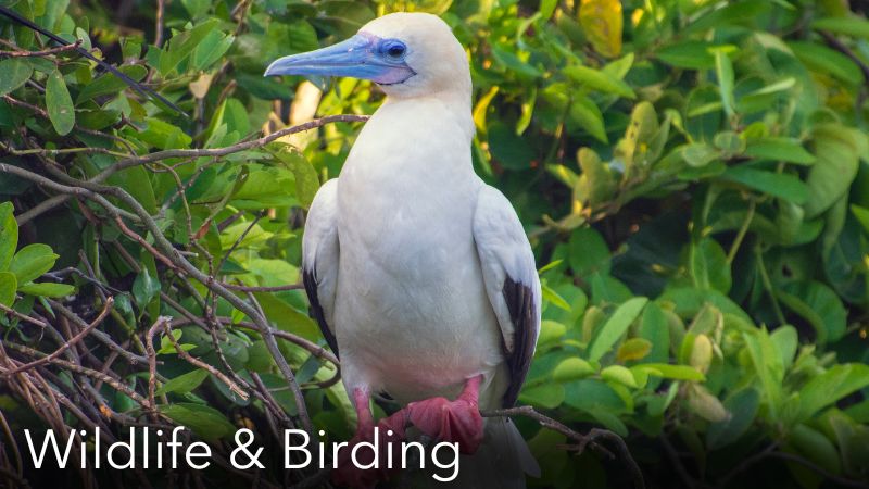 Wildlife and Ornithology